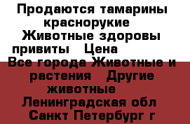 Продаются тамарины краснорукие . Животные здоровы привиты › Цена ­ 85 000 - Все города Животные и растения » Другие животные   . Ленинградская обл.,Санкт-Петербург г.